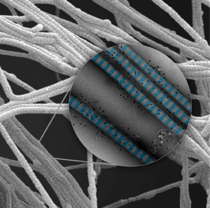 metriderm ACELLULAR DERMAL MATRIX